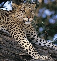 Leopard